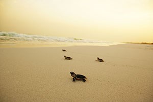 Image of SAADIYAT BEACH CLUB, SAADIYAT ISLAND